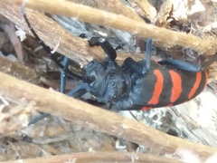 Ceroplesis capensis