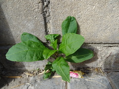 Phytolacca americana