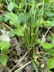 Ornithogalum umbellatum