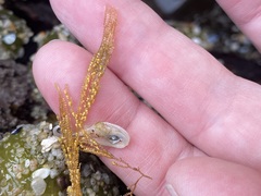 Abietinaria