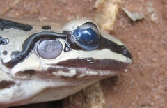 Leptodactylus mystacinus