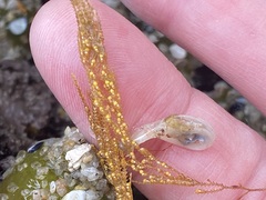 Abietinaria