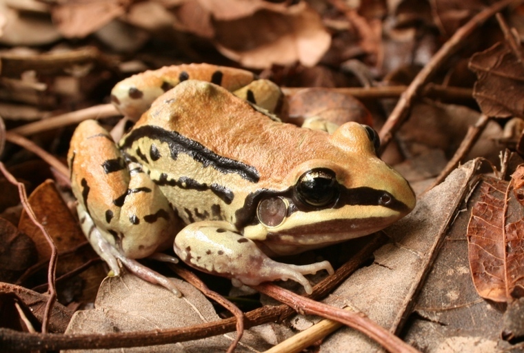 Moustached Frog
