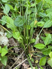 Ornithogalum umbellatum