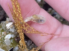 Abietinaria
