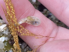 Abietinaria