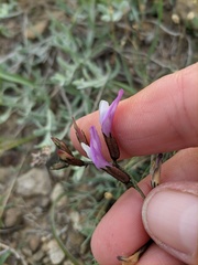 Astragalus subuliformis