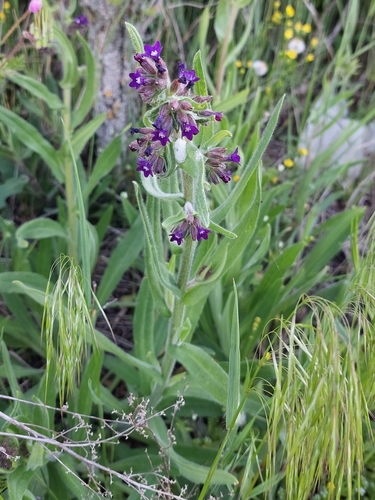 Common bugloss (Anchusa officinalis)