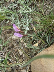Astragalus subuliformis