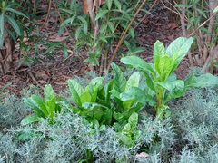 Phytolacca americana