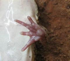 Leptodactylus mystacinus