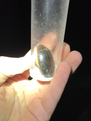 Harris's Diving Beetle photo 2
