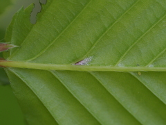 Aceria tenella