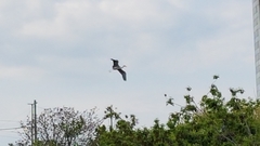 Ardea cinerea