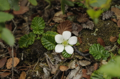 Rubus geoides