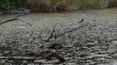 Ardea cinerea