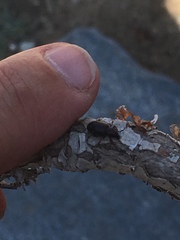 Otiorhynchus cribricollis
