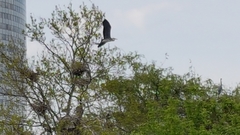 Ardea cinerea