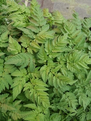 Chaerophyllum aureum