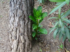 Phytolacca americana