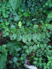 Celtis chichape