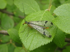Panorpa connexa