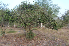 Coccoloba barbadensis