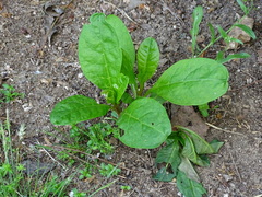Phytolacca americana