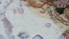 Caffrogobius nudiceps