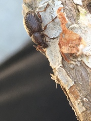 Otiorhynchus cribricollis