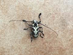 Steirastoma marmoratum