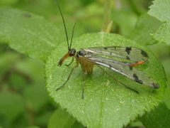 Panorpa connexa