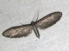 Euacidalia