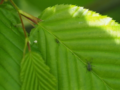 Aceria tenella