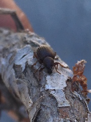 Otiorhynchus cribricollis
