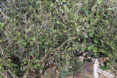 Coccoloba barbadensis