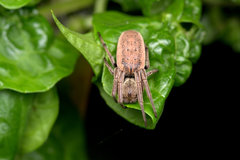 Araneus tubabdominus