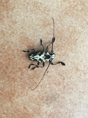 Steirastoma marmoratum