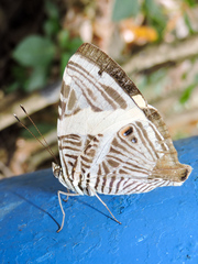 Colobura dirce dirce