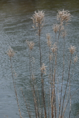 Solidago lepida salebrosa
