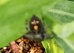 Phidippus audax