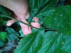 Celtis chichape