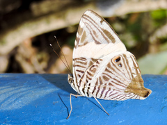 Colobura dirce dirce