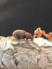 Otiorhynchus cribricollis