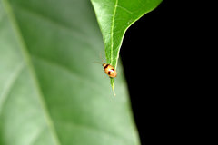 Monolepta bifasciata