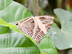 Colobura dirce dirce