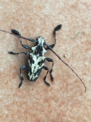 Steirastoma marmoratum