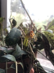 Aeschynanthus longicaulis