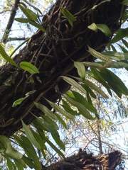 Microgramma squamulosa