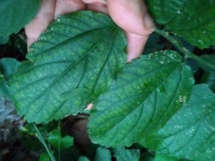 Celtis chichape